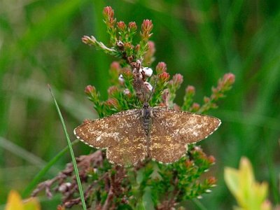Gewone heispanner, Ematurga atomaria.JPG